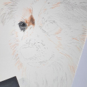 Ganske enkel tegning av hunden vår.Jeg startet med å skissere omtrentlig hvordan hunden ser ut. Tar selvsagt litt tid å plassere linjer der hvor de hører hjemme, men dog, noe feil er ikke så farlig.Jeg synes det er greit å starte med et øye, slik at jeg føler det er noe fast å forholde meg til.Deretter litt detaljer ved øye, slik at det ser bedre ut.Neste øye og deretter nesen er fornuftig synes jeg. Det er kanskje smart å legge til noen av detaljene i mellom disse som en form for kontroll at avstandene er omtrentlig riktig.Pels er bare å begi seg ut på, og før du vet det, vips så er du ferdig. 😉PS, i gamle dager brukte jeg et bilde av motivet. Nå bruker jeg bare et nettbrett å titte på.