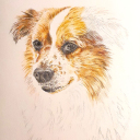 Ganske enkel tegning av hunden vår.Jeg startet med å skissere omtrentlig hvordan hunden ser ut. Tar selvsagt litt tid å plassere linjer der hvor de hører hjemme, men dog, noe feil er ikke så farlig.Jeg synes det er greit å starte med et øye, slik at jeg føler det er noe fast å forholde meg til.Deretter litt detaljer ved øye, slik at det ser bedre ut.Neste øye og deretter nesen er fornuftig synes jeg. Det er kanskje smart å legge til noen av detaljene i mellom disse som en form for kontroll at avstandene er omtrentlig riktig.Pels er bare å begi seg ut på, og før du vet det, vips så er du ferdig. 😉PS, i gamle dager brukte jeg et bilde av motivet. Nå bruker jeg bare et nettbrett å titte på.