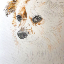 Ganske enkel tegning av hunden vår.Jeg startet med å skissere omtrentlig hvordan hunden ser ut. Tar selvsagt litt tid å plassere linjer der hvor de hører hjemme, men dog, noe feil er ikke så farlig.Jeg synes det er greit å starte med et øye, slik at jeg føler det er noe fast å forholde meg til.Deretter litt detaljer ved øye, slik at det ser bedre ut.Neste øye og deretter nesen er fornuftig synes jeg. Det er kanskje smart å legge til noen av detaljene i mellom disse som en form for kontroll at avstandene er omtrentlig riktig.Pels er bare å begi seg ut på, og før du vet det, vips så er du ferdig. 😉PS, i gamle dager brukte jeg et bilde av motivet. Nå bruker jeg bare et nettbrett å titte på.