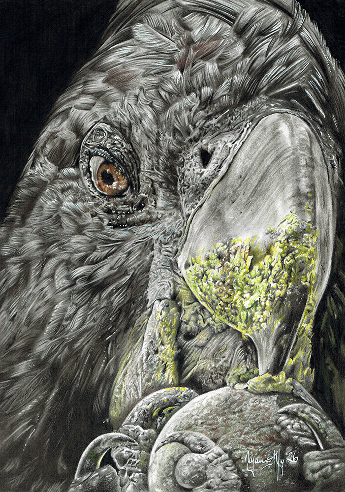 Portrait of Black Cockatoo<br />Reference photo from: Matt Laughton<br />Size A3<br />Caran D'Ache pencil on powder.<br />I started this portrait with graphite powder.<br />The Caran D'Ache pencils are extremely fun to work With, although tend to blend faster than other brands.<br /><br />Equipment sponsored by https://Tudos.no<br />Use discount code artmark10 for 10% discount on orders.