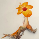 Selv fra en halvrotent pinne kan det komme en blomst.